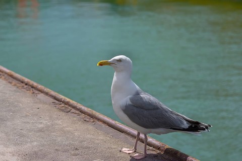 European herring gull (Larus argentatus) on a canal, Wismar, Mecklenburg-Western Pomerania,