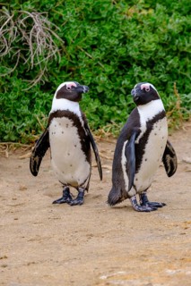 African penguin, penguin, Stony Point Penguin Colony, Bettys Bay, Garden Route, Western Cape, South