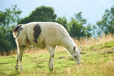 Llama (Lama glama) standing on a meadow in the mountains in tirol, Kitzbühel, Wildpark Aurach,