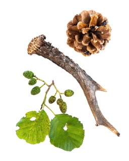Horns of a deer, pine cone and leaf of an alder (Alnus), tree, free-standing, Vechta, Lower Saxony,