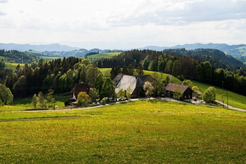Flowering meadow and mountains, near St Märgen, Black Forest, Baden-Württemberg, Germany, Europe
