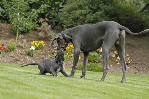 Great Dane