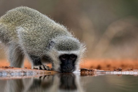 Vervet Monkey (Chlorocebus pygerythrus), adult, drinking, at the water, Kruger National Park,