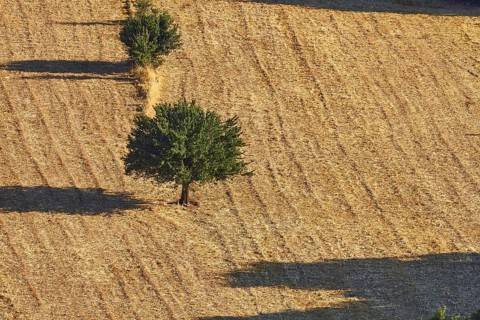 Harvested fields with scattered trees and long shadows in the sunlight of an idyllic landscape,