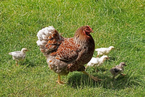 Chicken with chicks, Eime, Leinebergland, Lower Saxony, Germany, Europe