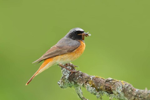 Common redstart (Phoenicurus phoenicurus), male with food on an old branch, songbird, wildlife,