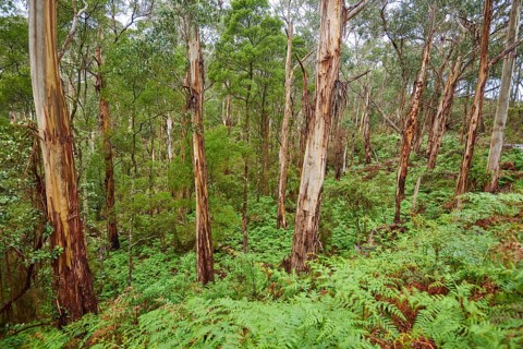 Landscape of a Gum tree (Eucalyptus) forest in spring, Great Otway National Park, Victoria,