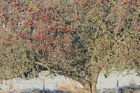 Apple tree (Malus domestica) in winter with eaten red apples, food source for wild animals, North