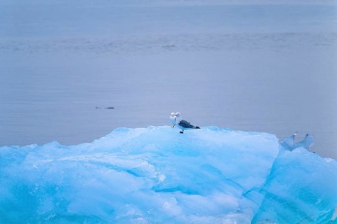Black legged kittiwake (Rissa tridactyla) on the ice by the sea, Svalbard
