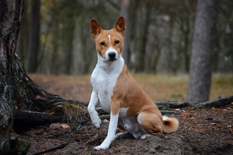 Basenji or Congo Terrier (Canis lupus familiaris), attentive, male, outdoors in a forest in Ystad,