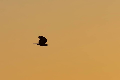 Common buzzard (Buteo buteo) silhouette of a adult bird in flight at sunset, Suffolk, England,