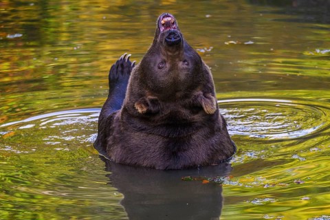 Brown bear (Ursus arctos) bathing, captive, Neuschönau enclosure, Bavarian Forest National Park,