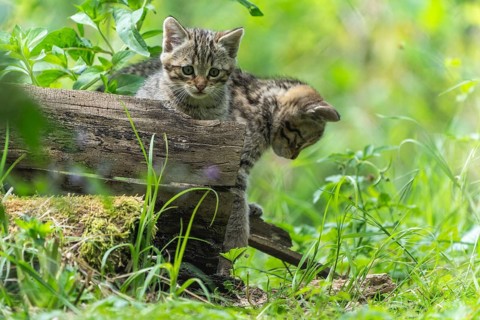 Two kittens playing on a log in a green forest, wildcat (Felis silvestris), kittens, Germany,