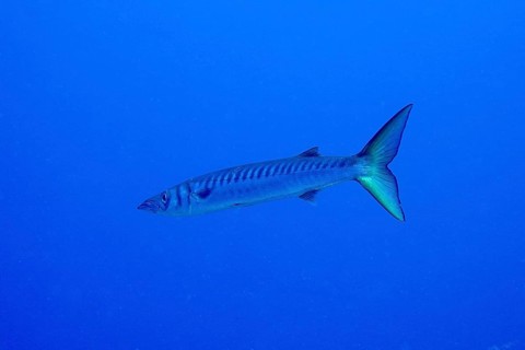 Single barracuda (Sphyraena viridensis) swimming in the blue ocean. Dive site Las Rosas, Las