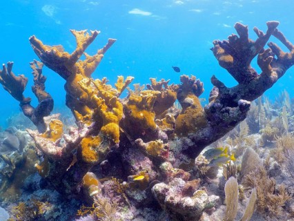 Partially dead elkhorn coral (Acropora palmata) . Dive site John Pennekamp Coral Reef State Park,