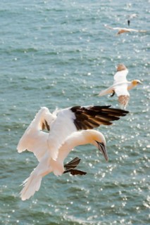 Northern gannet (Morus bassanus) (synonym: Sula bassana) in flight over the moving sea, landing