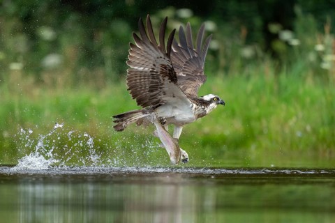 Western osprey (Pandion haliaetus) hunting, Aviemore, Scotland, Great Britain