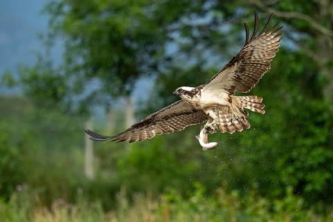 Western osprey (Pandion haliaetus) hunting, Aviemore, Scotland, Great Britain