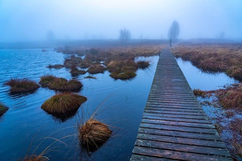 The High Fens nature park Park, in the German-Belgian border region near Eupen, winter, fog, wooden