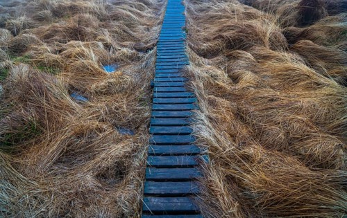The High Fens nature park Park, in the German-Belgian border region near Eupen, winter, fog, wooden