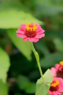Zinnia (Zinnia elegans), blooming, flower, Elllerstadt, Germany, Europe Zinnia flower (Zinnia