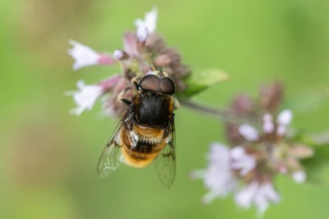 Bumblebee hoverfly (Volucella bombylans) on water mint (Mentha aquatica), Emsland, Lower Saxony,