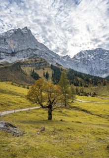 Maple tree with autumn leaves, autumn landscape in Rißtal with Spritzkarspitze, Großer Ahornboden,
