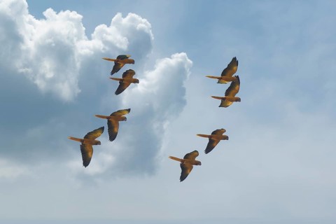 Flock of Golden parakeets, Golden conure, Amazon Basin, Brazil, South America