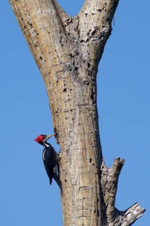 Female Crimson crested woodpecker, Campephilus melanoleucos, Amazon Basin, Brazil, South America