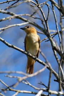 Chestnut crowned Becard, Pachyramphus castaneus, Amazon Basin, Brazil, South America