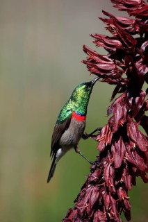 Cape Sunbird (Cinnyris chalybeus), adult, foraging, feeding, on giant honey flower (Melianthus