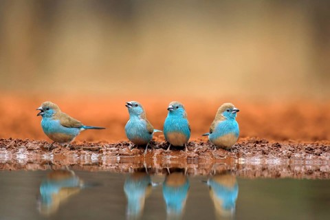 Blue-winged Oriole (Uraeginthus angolensis), Angola Butterfly Finch, adult, at the water, group,
