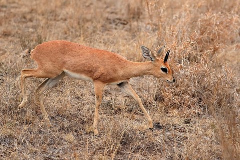 Steenbok (Raphicerus campestris), adult, male, running, foraging, alert, dwarf antelope, Kruger