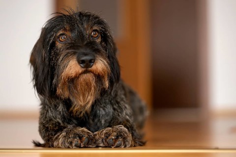 Rough-haired dachshund, male, 3 years, lying on parquet floor, Stuttgart, Baden-Württemberg,