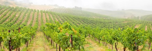 Beautiful grape vineyard landscape banner