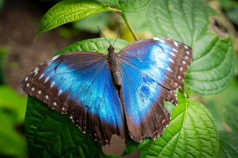 Morpho helenor, blue morpho butterfly sitting on a leaf, Alajuela province, Costa Rica, Central