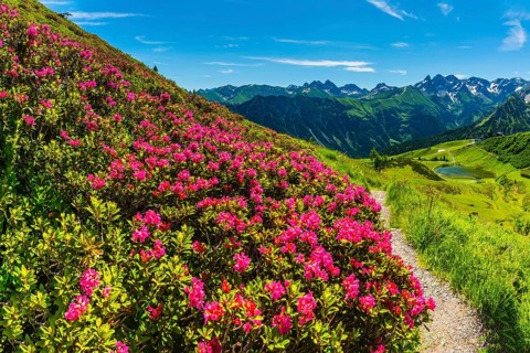 Alpine rose blossom, panorama from the Fellhorn over the Schlappoldsee and mountain station of the