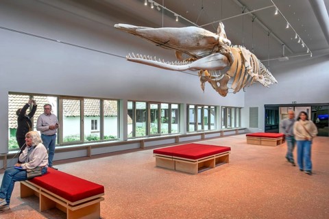 Skeleton of sperm whale Valentijn, Valentine in the NAVIGO Visserijmuseum, fishery museum at