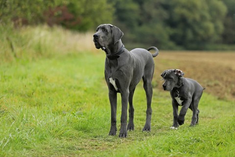 Great Dane, Saupacker, Great Dane