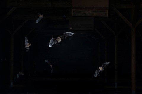 Common pipistrelle (Pipistrellus pipistrellus) swarming in the attic, shortly in front of leaving