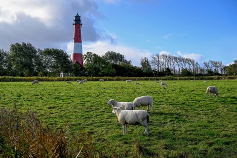 Sheep in front of the lighthouse from 1906, Pellworm island, Schleswig-Holstein Wadden Sea National