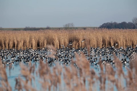 White-fronted Geese, Barnacle Geese (Branta leucopsis), NABU Bird Observatory, Krummhörn, East