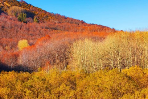 Etna National Park forest, Etna, Sicily, Italy, Europe