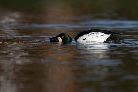 Common goldeneye (Bucephala clangula), Sweden, Europe