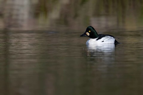 Common goldeneye (Bucephala clangula), Sweden, Europe