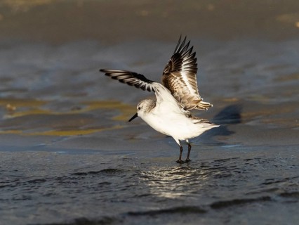 Sanderling (Calidris alba), flapping its wings after bathing in a sea pool, island of Texel,
