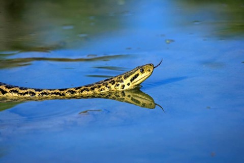 Yellow anaconda (Eunectes notaeus), swimming, water, tongue, smelling, lambing, foraging, searching