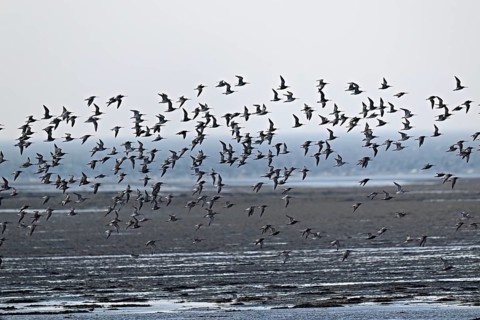 A flock of bar-tailed godwits (Limosa lapponica), in flight over the sea at low tide, Texel, West