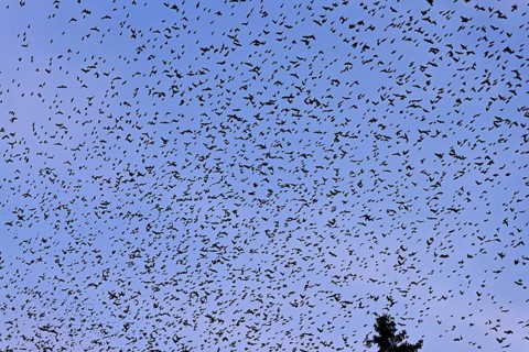Approximately 1 million bramblings (Fringilla montifringilla), in flight over their roost at dusk,