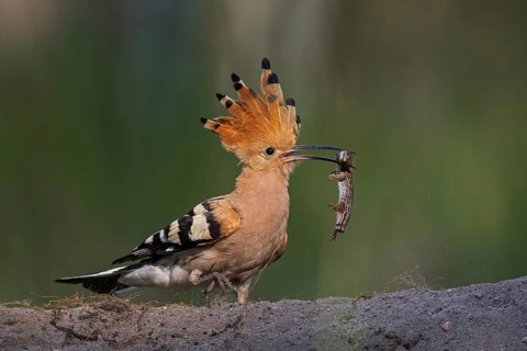 Hoopoe (Upupa epops) Bird of the Year 2022, female with sand lizard as food for the young birds,